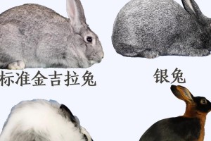 兔子的喂食时间安排及注意事项（养兔子要知道的养殖技巧及喂食注意事项）
