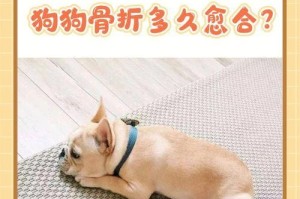 狗狗爪子骨折后康复需要多长时间？（探究狗狗骨折康复周期及注意事项）