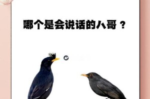 小八哥的语言学习之旅（探索小八哥说话的时间表，喂养是关键）