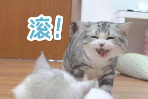 探寻猫的奇妙世界（解密猫咪的神秘语言与行为）