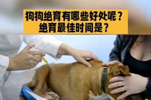 狗狗绝育准备指南（为爱宠做好准备，狗狗绝育准备要点大揭秘！）