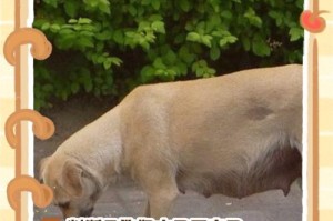 母狗乳汁生产周期及特点（了解母狗哺乳周期，帮助繁育健康幼犬）