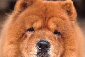 松狮购买攻略-了解价格和注意事项（购买松狮需要多少钱？如何选择健康的松狮宠物？）