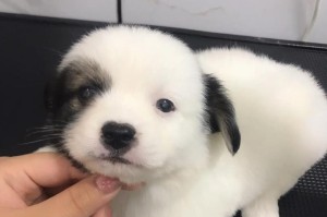 蝴蝶犬的成长和寿命揭秘（探究蝴蝶犬成年后能长多大以及它们的寿命）