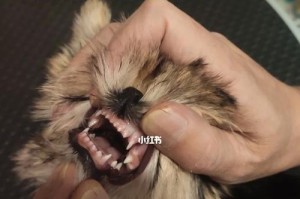 约克夏犬的口腔保健（约克夏犬牙齿保健知识分享）