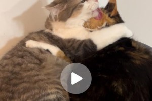 猫咪喜欢什么味道？（揭秘猫咪喜欢的食物与香味）
