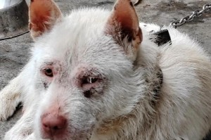 国外适合猎野猪的犬种（狩猎猪的最佳搭档——选择合适的犬种）