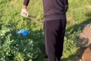 狗死了，如何选择合适的埋葬地点（为你的宠物伴侣找到永远的安息之地）