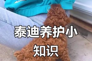 如何正确饲养泰迪犬（饲养泰迪犬的注意事项）