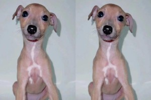 探索格力犬的多彩世界（揭秘格力犬独特的毛色和外貌特征）