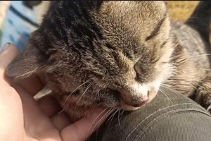 猫咪突然变得非常黏人的原因（探究猫咪黏人行为的心理和生理因素）
