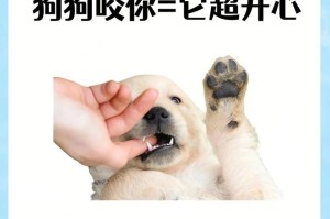 解决狗狗咬人问题的有效方法（三个小妙招帮助狗狗纠正不咬人的行为）