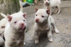 揭秘毛发出色的司犬（独具天赋的猎犬与你共享刺激与乐趣）