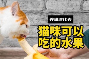 猫在不同月龄阶段的饮食要求（探索猫咪成长过程中饮食的变化及注意事项）
