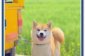 寻找纯种柴犬的秘密之旅（探索柴犬纯种的真相，解开你心中的困惑）