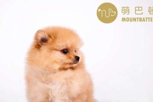 博美犬驱虫的重要性及最佳时间选择（了解博美犬驱虫的必要性和建议的时间框架）