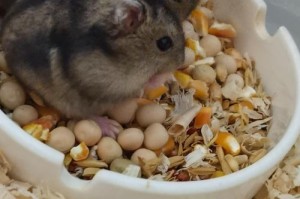 仓鼠的禁食物-如何避免给仓鼠错误的食物（了解仓鼠的饮食需求，远离有害食物）