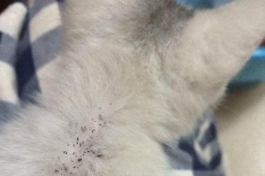 猫身体里的虫子是什么症状？（了解猫身体内寄生虫引发的症状及预防）