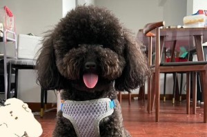 泰迪犬的成长之路（探索泰迪犬从幼年到成熟的成长过程）