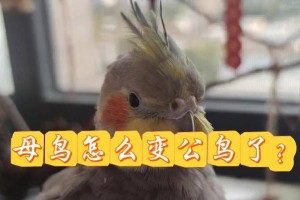玄凤鹦鹉性别鉴定方法详解（准确判断玄凤鹦鹉公母的技巧和步骤）