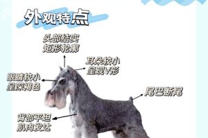 雪纳瑞狗狗每天需要遛多久？（合理的运动时间对雪纳瑞狗狗健康至关重要）