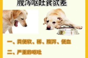 慢性肠炎的治疗药物及建议（针对狗狗患有慢性肠炎的药物和饮食调整建议）