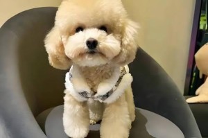 泰迪犬（了解泰迪犬的特点和魅力）