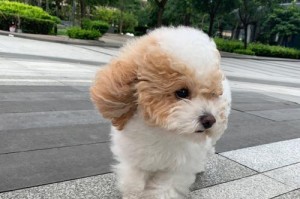 狗为何能够稳定地抓住地面？（揭秘狗爪的结构和功能）