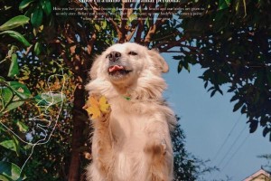 狗狗的站立行为（探索不同品种狗狗站立的原因与特点）