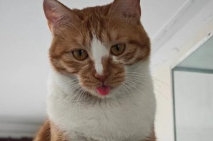 运送宠物猫的注意事项（关心宠物猫舒适度的重要性）