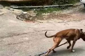 为什么狗狗不停地抓东西？（阻止狗狗搞破坏的有效方法）