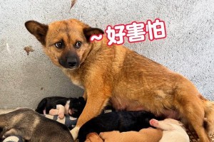 狗妈生狗后多久有奶水（探究狗妈生产后产奶时间及其影响因素）