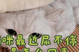 猫咪尿多是怎么回事？（了解猫咪尿多的原因和处理方法）