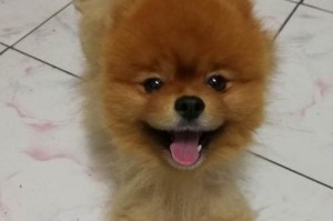 以俊介犬为主题的犬种特点与饲养技巧详解（以俊介犬为主题，揭秘这一优秀犬种的特点及饲养技巧）