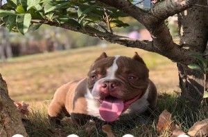 探究口袋犬的寿命谜团（了解口袋犬寿命的关键因素及增加寿命的方法）