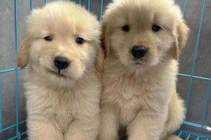 金毛幼犬价格行情详解（从宠物市场到私人销售，多种因素影响金毛幼犬价格）
