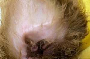 拔掉狗狗耳朵里的毛发——是好是坏？（狗狗耳毛拔除的必要性和影响）