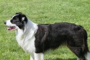边牧犬成长过程（揭秘边牧犬一生的成长里程碑，让您更了解这个聪明又忠诚的犬种）