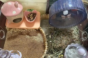 仓鼠浴沙的选择与用途（仓鼠的健康需求及浴沙的适宜材料）