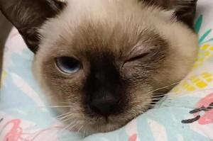 猫流泪应该吃什么药？（揭秘有效缓解猫咪流泪问题的药物方案）