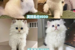 纯种金点猫的特征与不同之处（揭秘纯种金点猫的独特魅力）