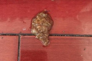 揭秘狗狗身上的红色物质起源（红色物质的种类及其功能分析）