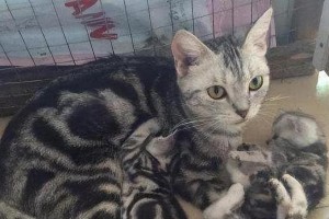 母猫把小猫赶走的原因及影响（了解母猫赶走小猫的行为动机和后果）