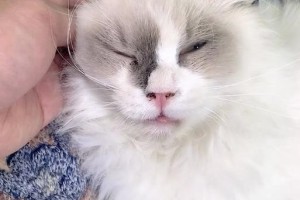 小猫体外驱虫时间表及注意事项（科学合理的体外驱虫计划和关键步骤）