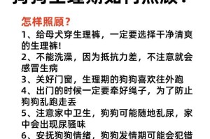 流浪狗收养指南（了解流浪狗收养的注意事项，给他们一个温暖的家）