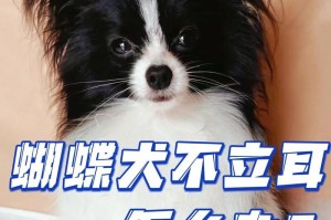 为什么狗狗一直“不长个”？（营养补充是关键！）