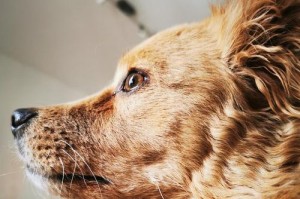 犬瘟热引发神经症状（揭开犬瘟热背后的神经隐患，及早预防治疗）