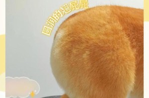 柯基洗澡的最佳频率（了解柯基狗狗洗澡的最佳时机和步骤）