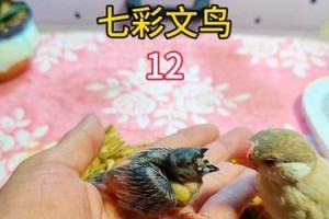 文鸟孵化周期及关键因素的影响（揭秘文鸟孵化周期）