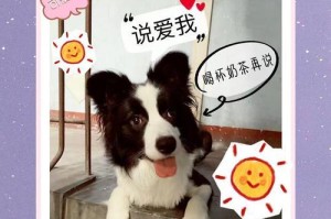 边牧喂养指南（边牧狗宝宝如何逐步转变为以狗粮为主食？）